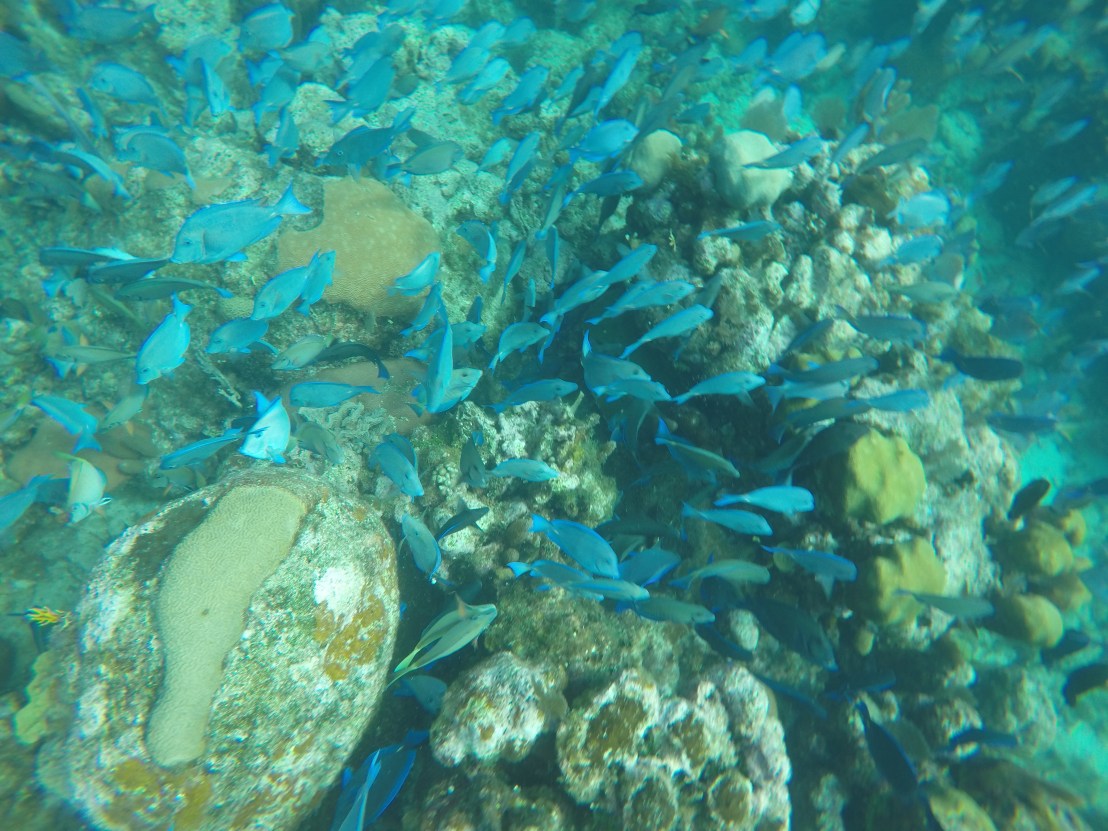 DCIM100GOPROGOPR0656.