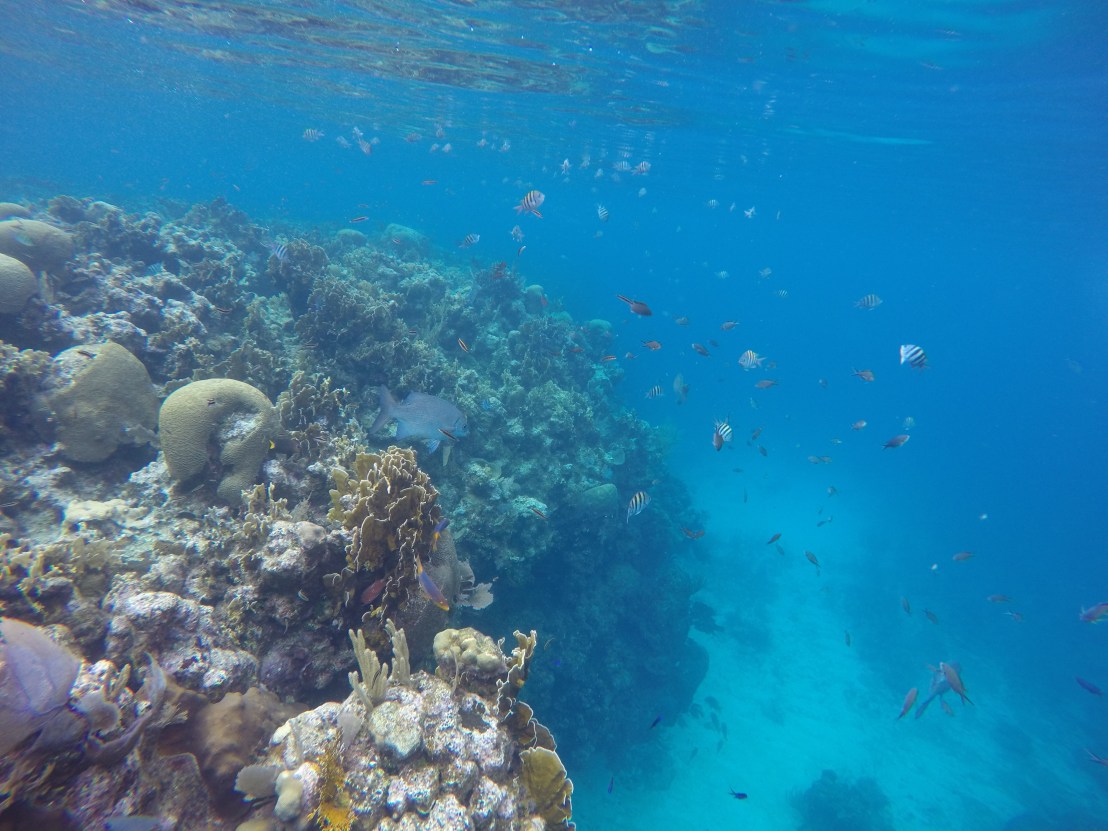 DCIM100GOPROGOPR0692.